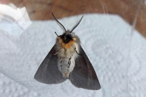 Diaphora mendica